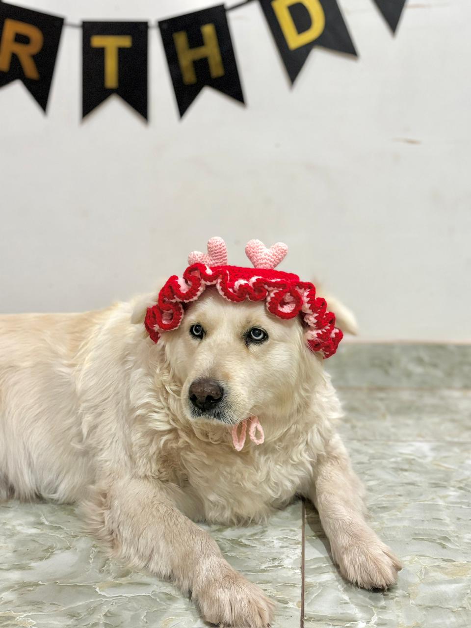 DOG HAT
